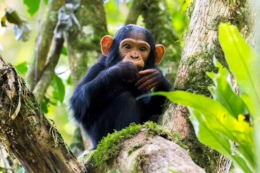 Bébé chimpanzé