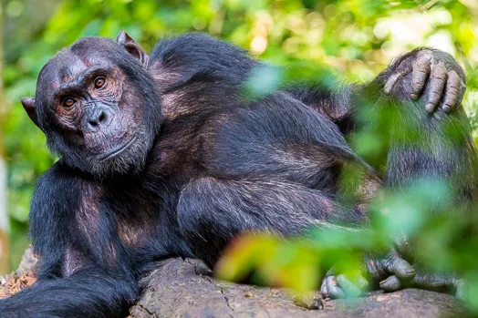 Chimpanzé allongé