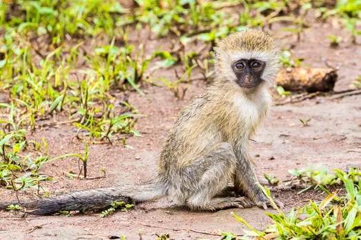 Bébé vervet tantale