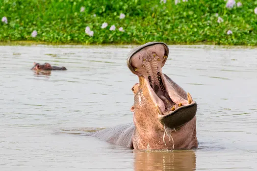 Hippopotame