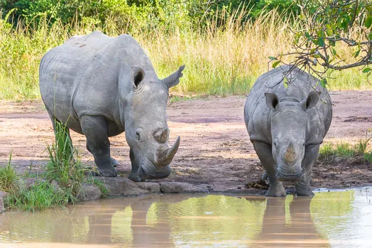 Rhinocéros blancs