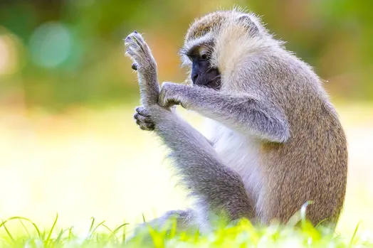Vervet tantale