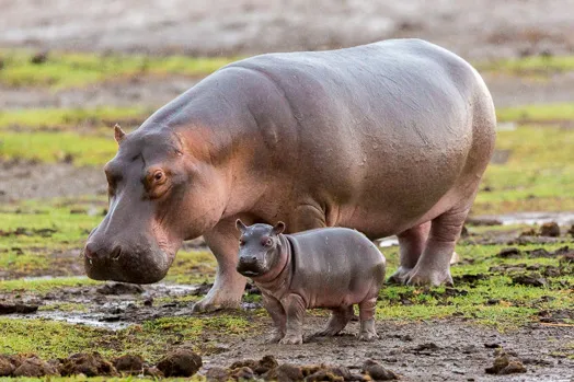 Petit hippopotame naïf