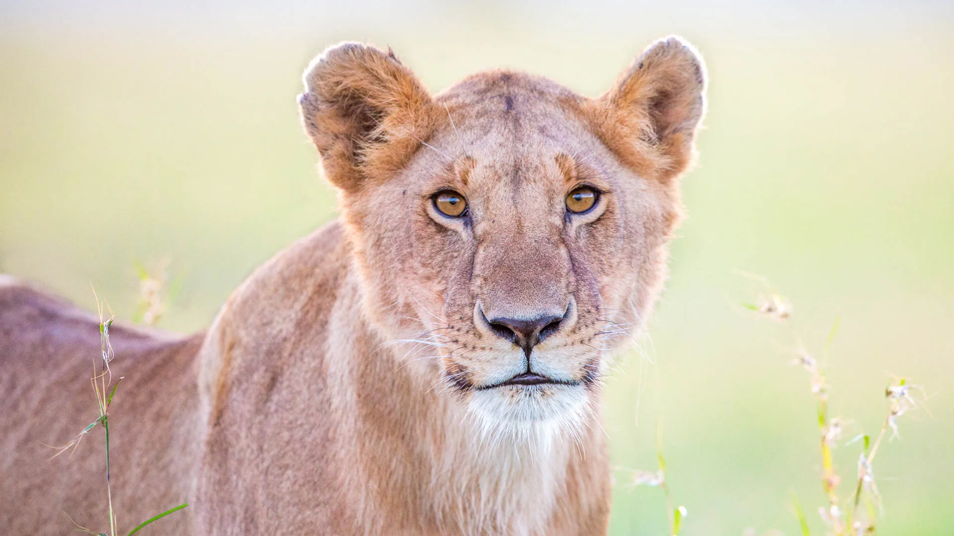Lionne