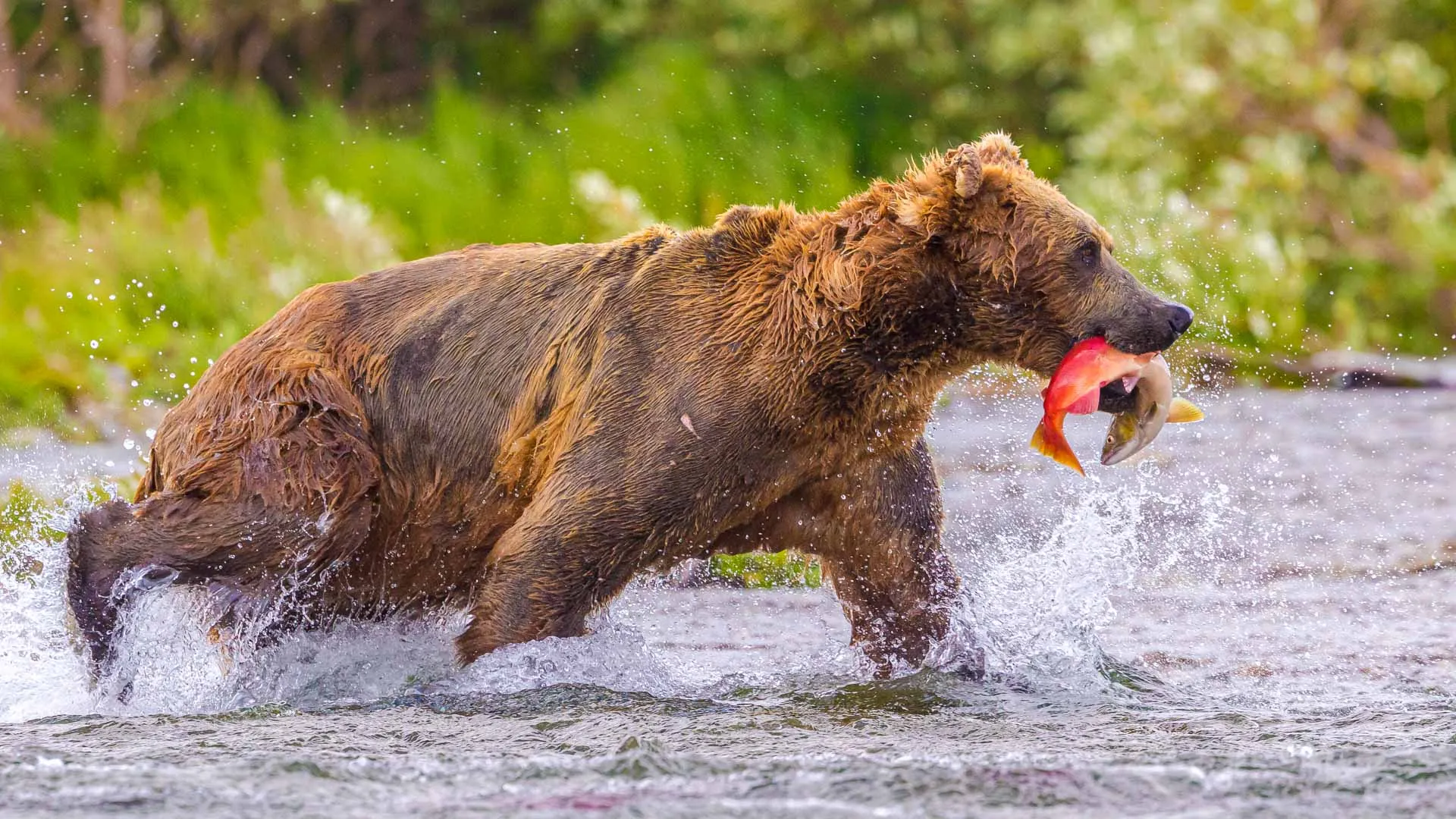 Camping avec les ours bruns de Katmai