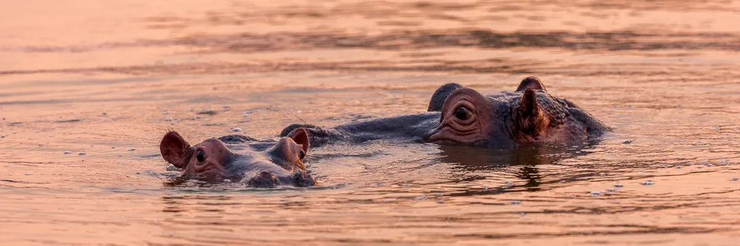 Deux hippopotames au coucher du soleil