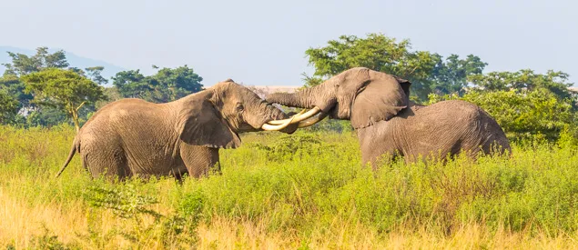 Combat d'éléphants