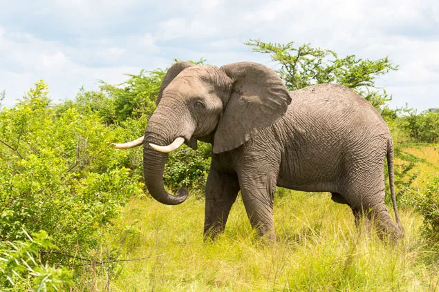 Éléphant