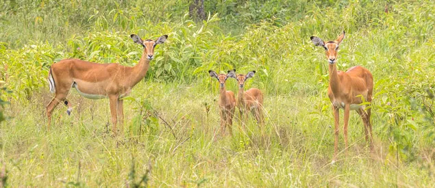 Impalas