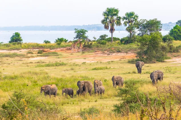Murchison Falls