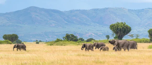 Éléphants