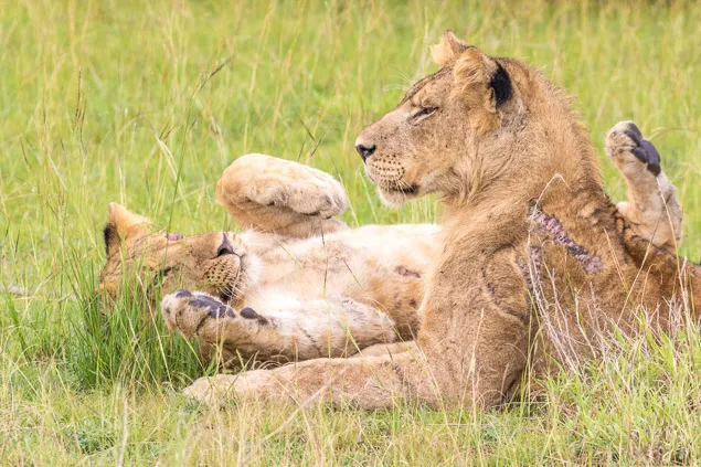 Lions