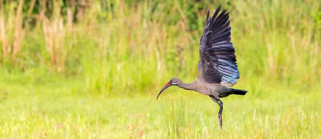 Ibis Hagedash