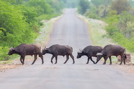 Buffles traversant une route