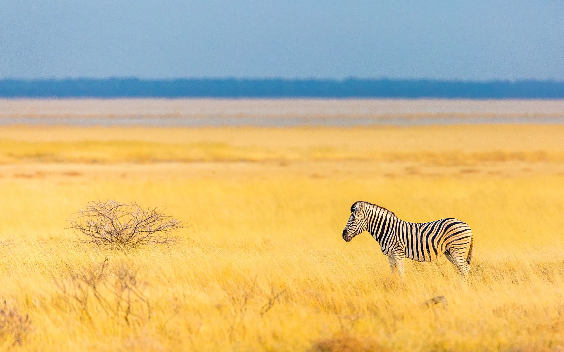 Un zèbre à Etosha