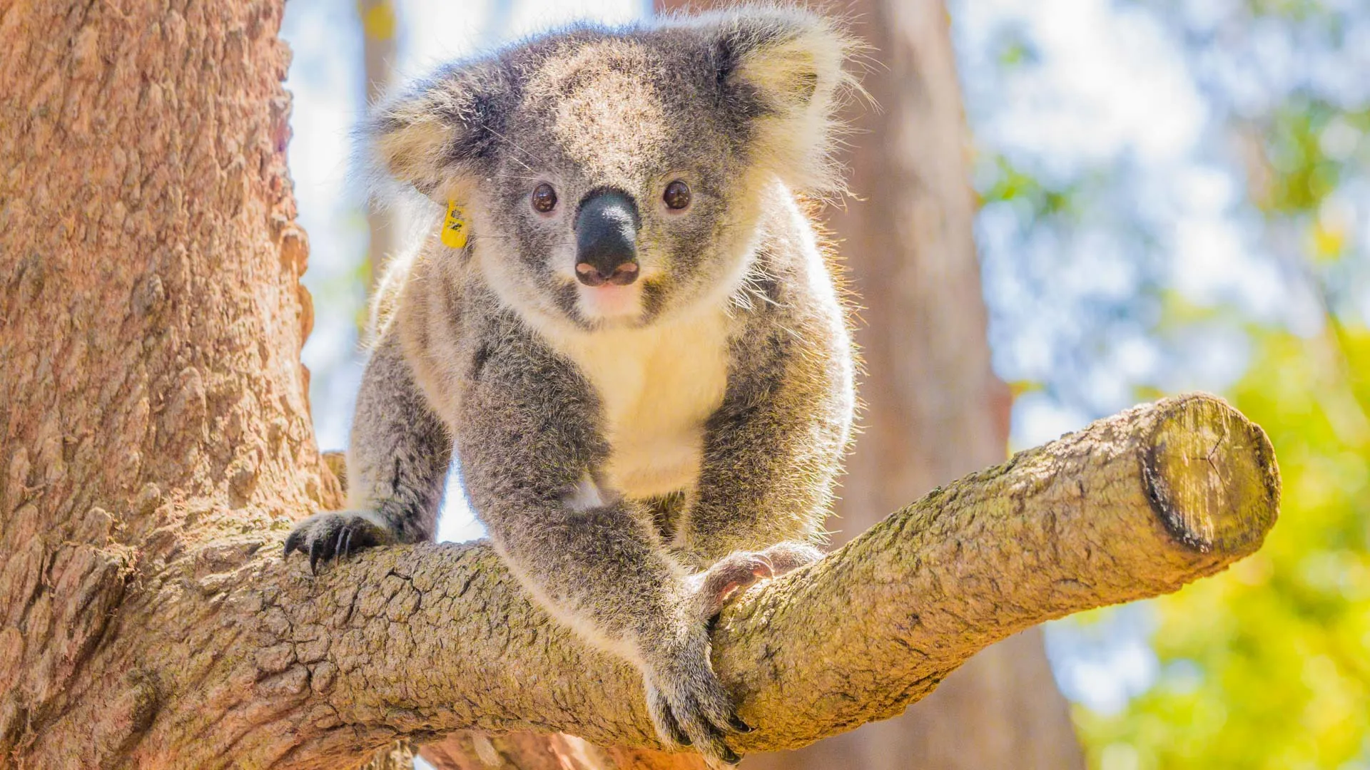 On a visité un hôpital pour koalas !