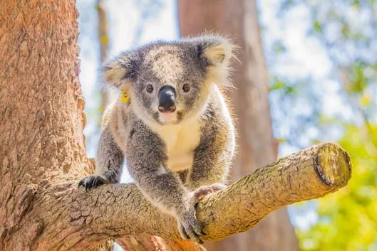 On a visité un hôpital pour koalas !