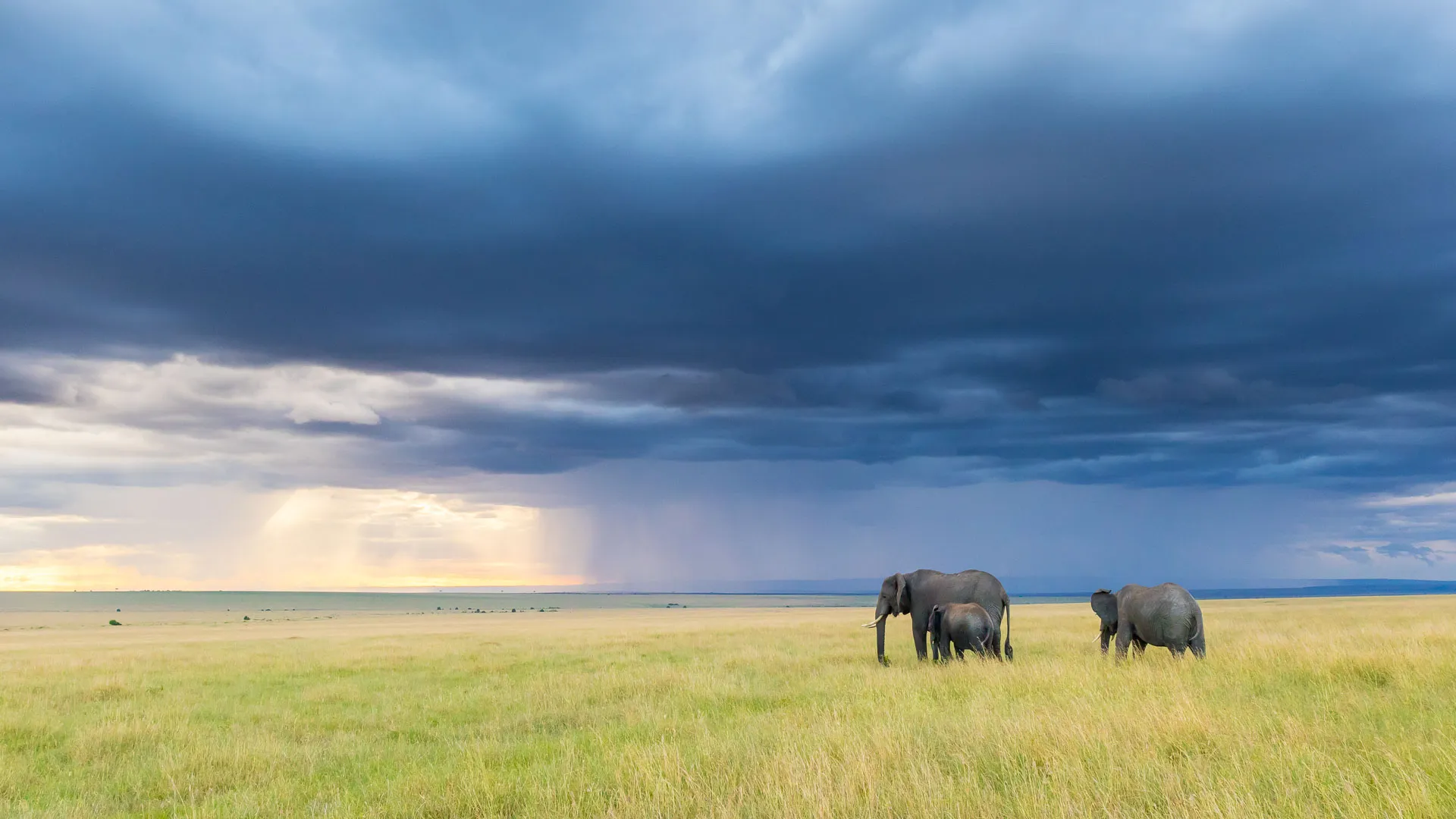 Itinéraire et budget d'un safari au Kenya