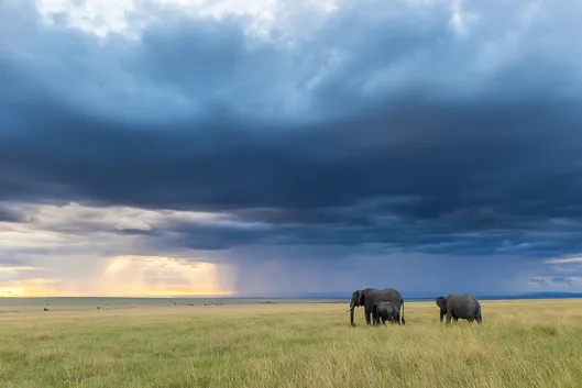 Itinéraire et budget d'un safari au Kenya