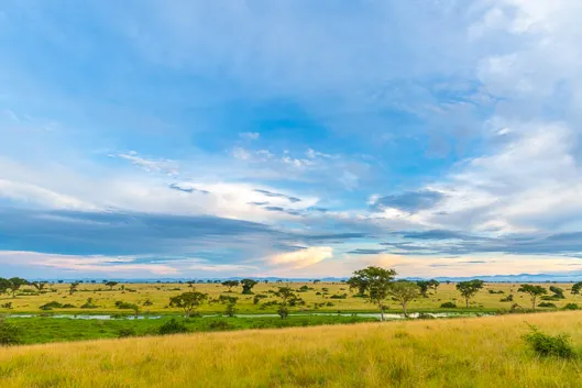 Itinéraire et budget d'un safari en Ouganda