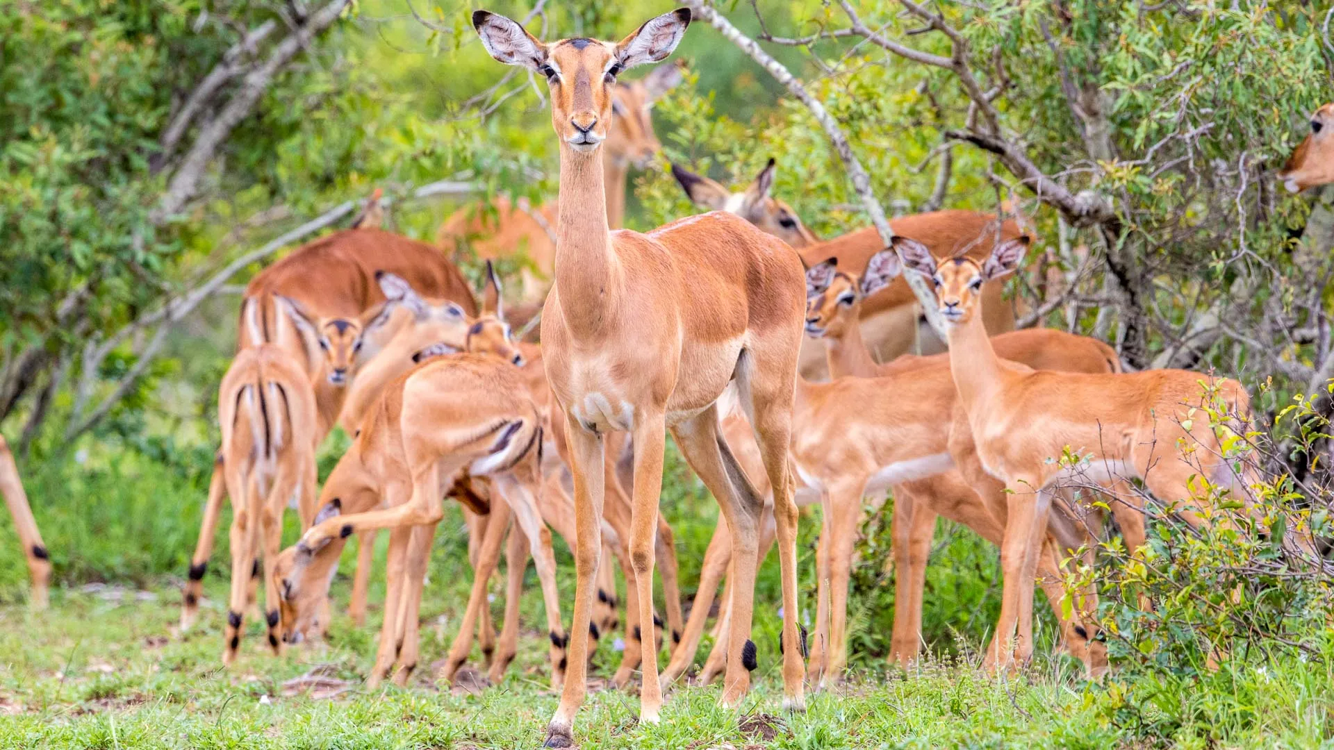 Activités et conseils dans le parc Kruger