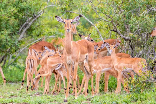 Activités et conseils dans le parc Kruger
