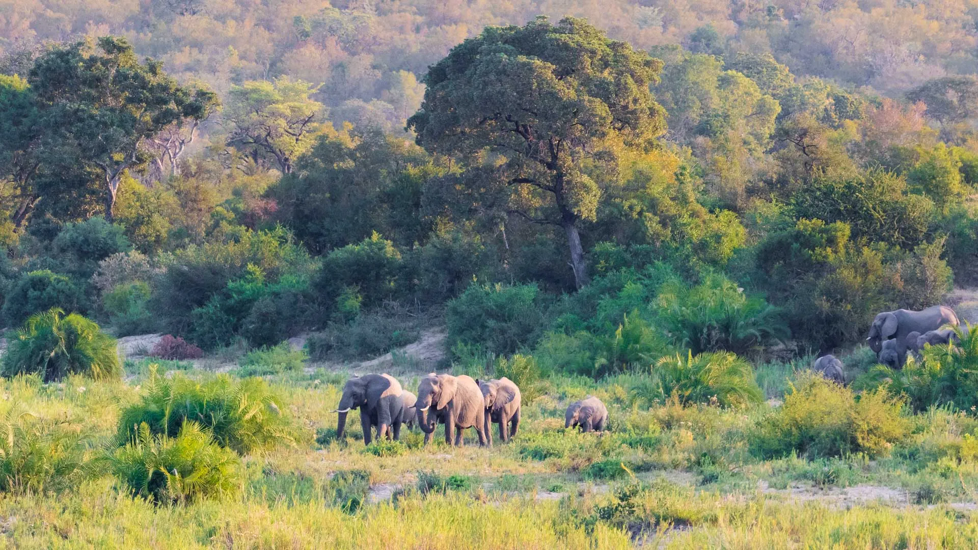 Safari à Kruger en 2023 : organisation et budget