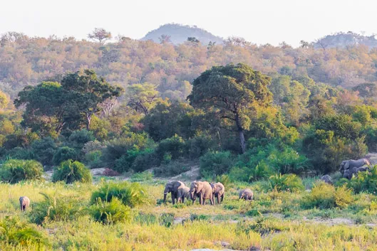 Safari à Kruger en 2023 : organisation et budget