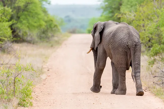Éléphant de dos sur une piste