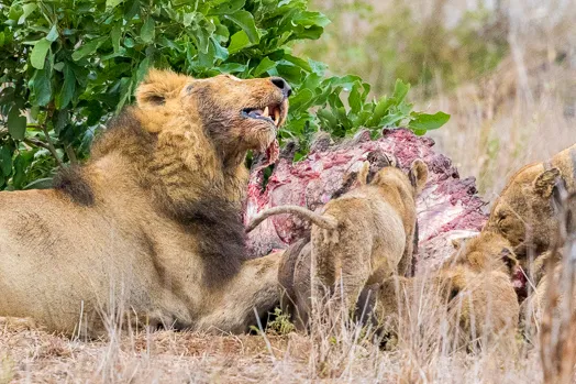 Le repas du lion