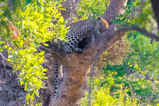 Léopard dormant dans un arbre