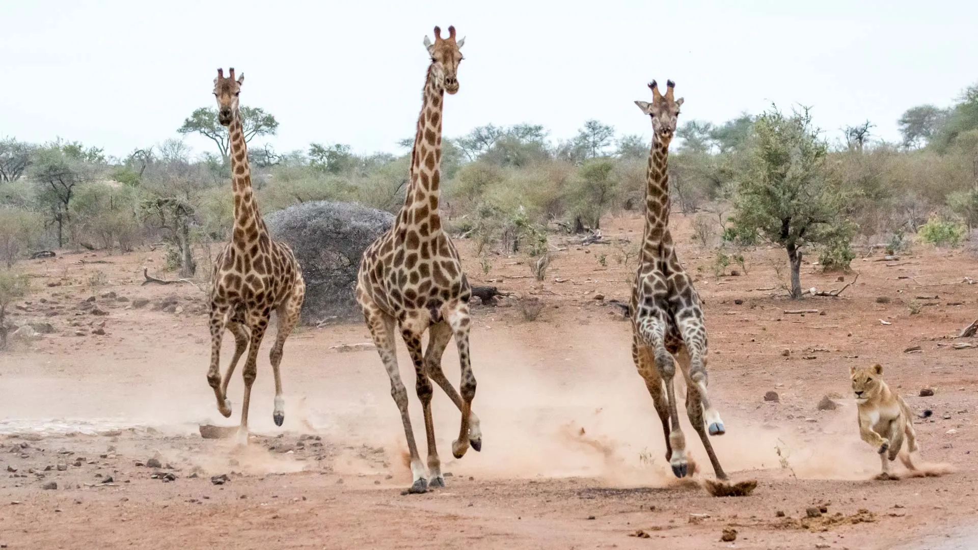Lionnes en chasse au parc Kruger