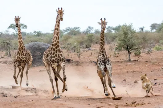Lionnes en chasse au parc Kruger