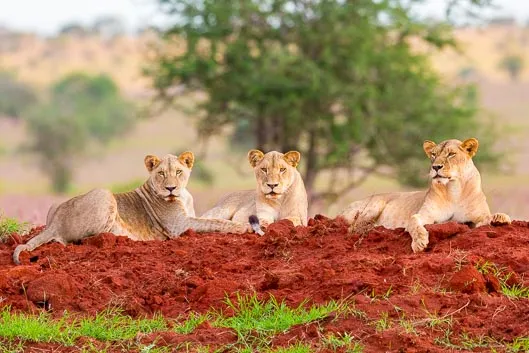 Les meilleurs safaris en Afrique