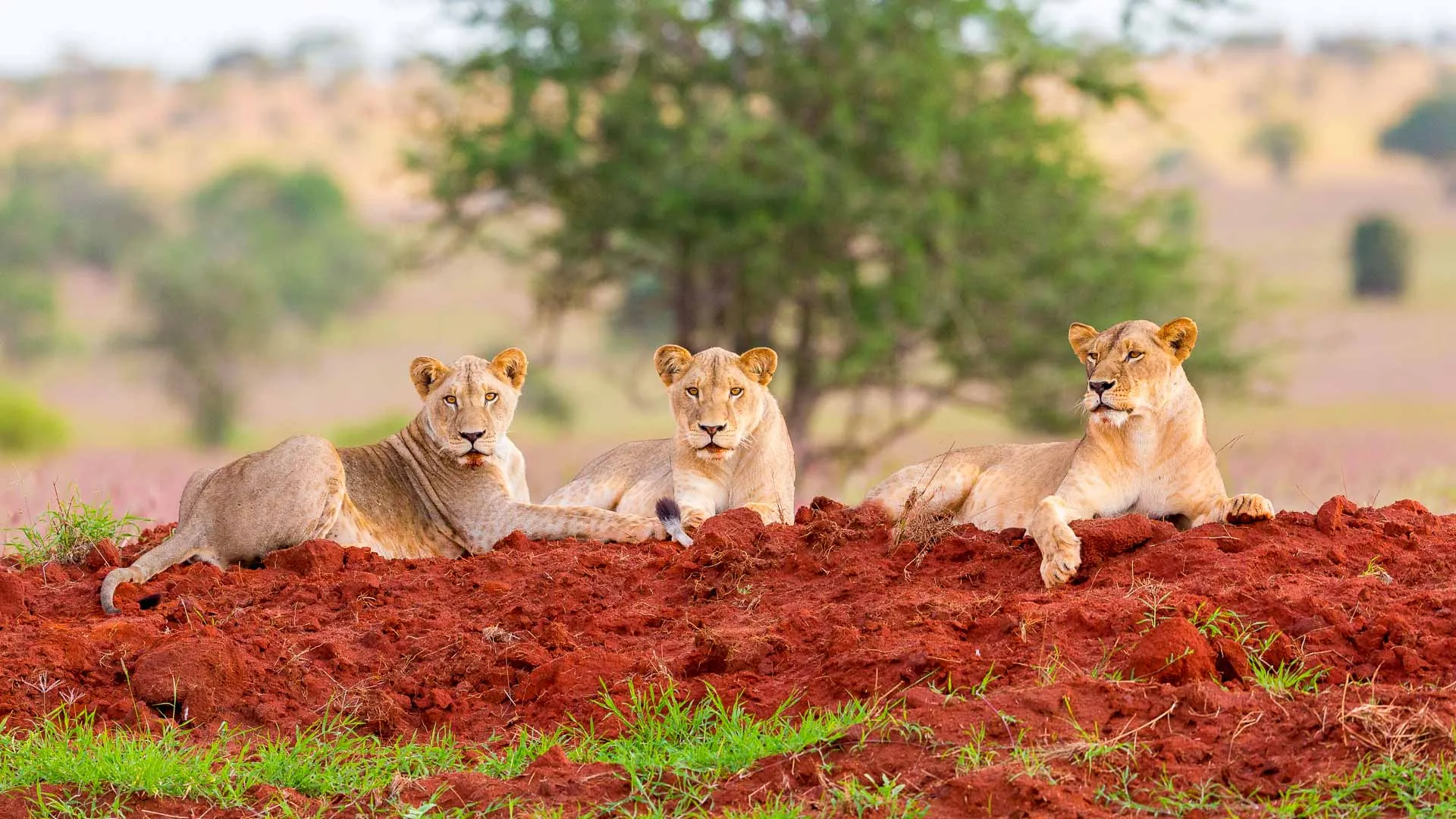 Les meilleurs safaris en Afrique