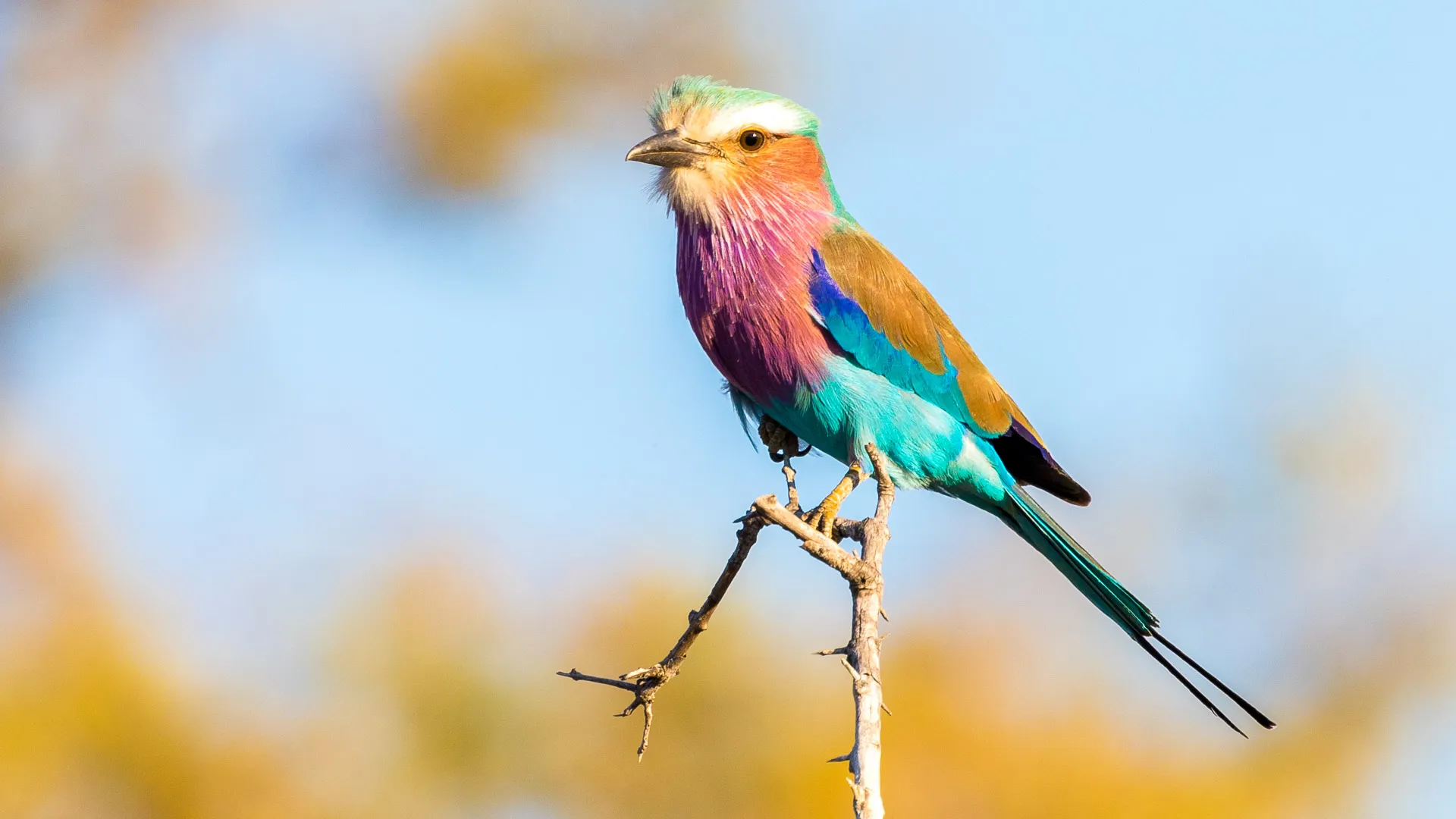 Nos oiseaux préférés du parc Kruger