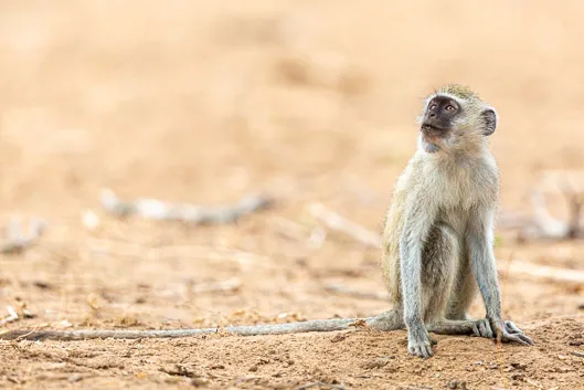 Organisation et budget d'un safari au Zimbabwe