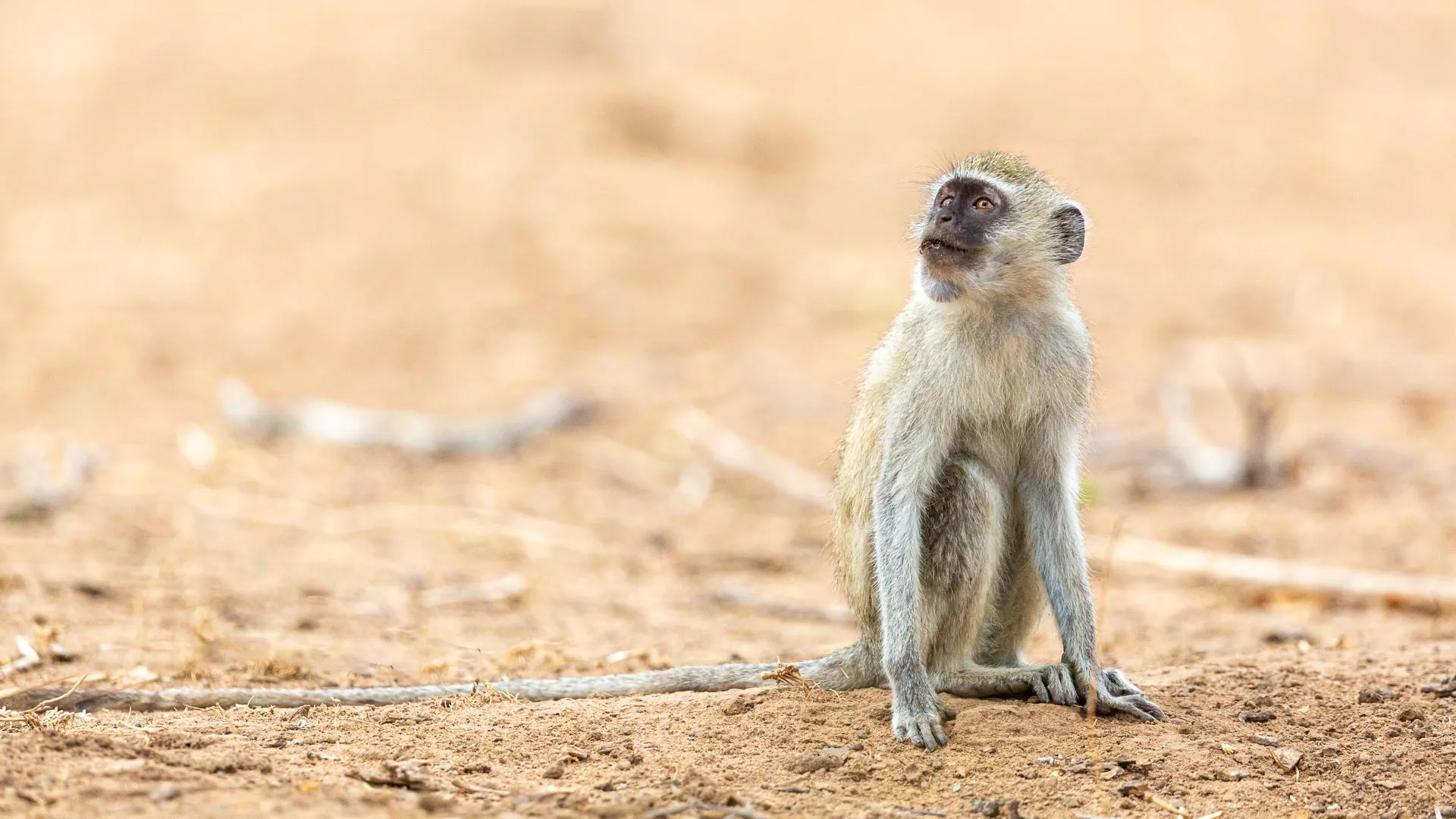Organisation et budget d'un safari au Zimbabwe