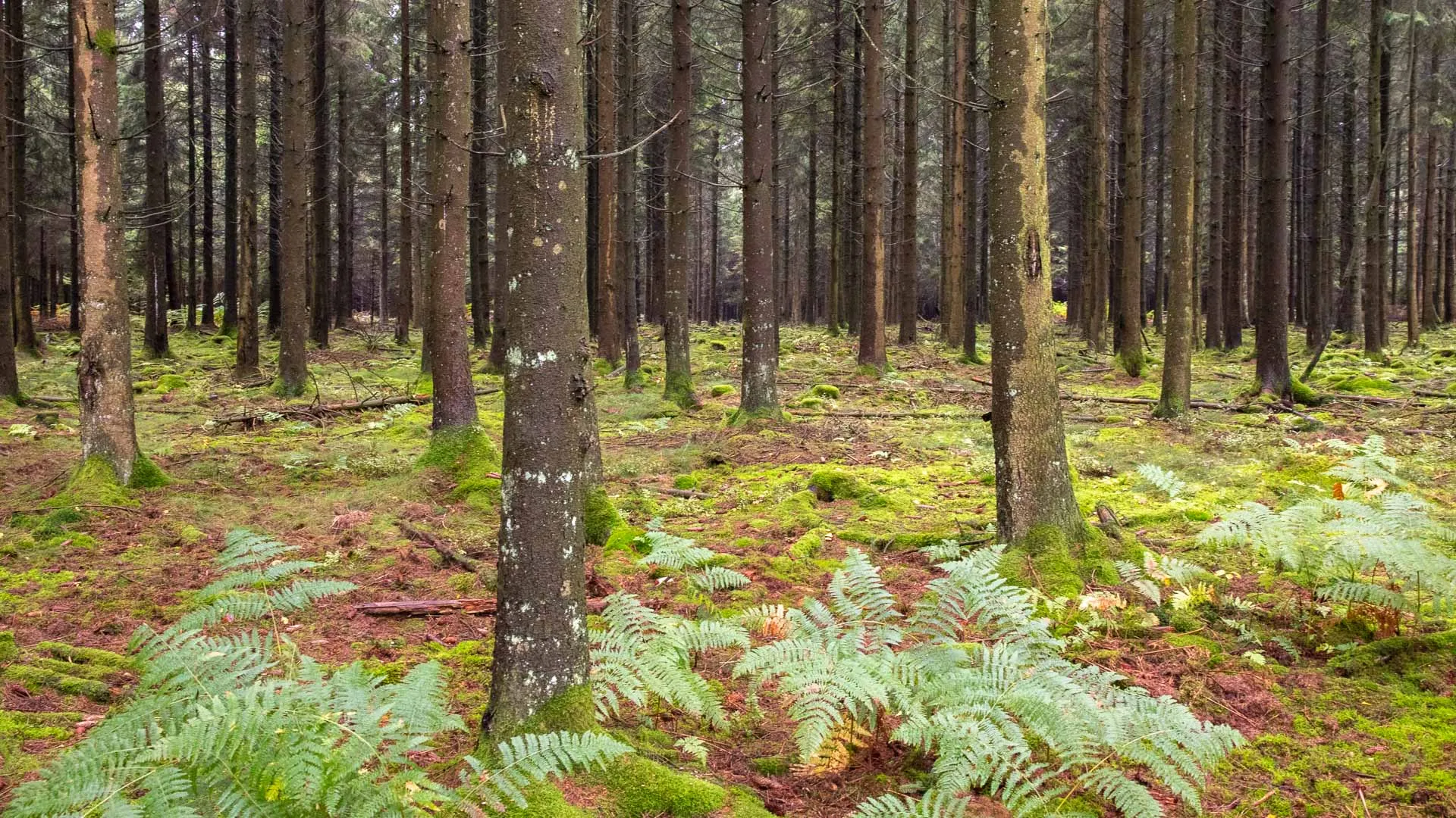 Randonnée et brame du cerf en Ardenne belge