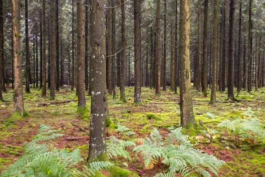 Randonnée et brame du cerf en Ardenne belge