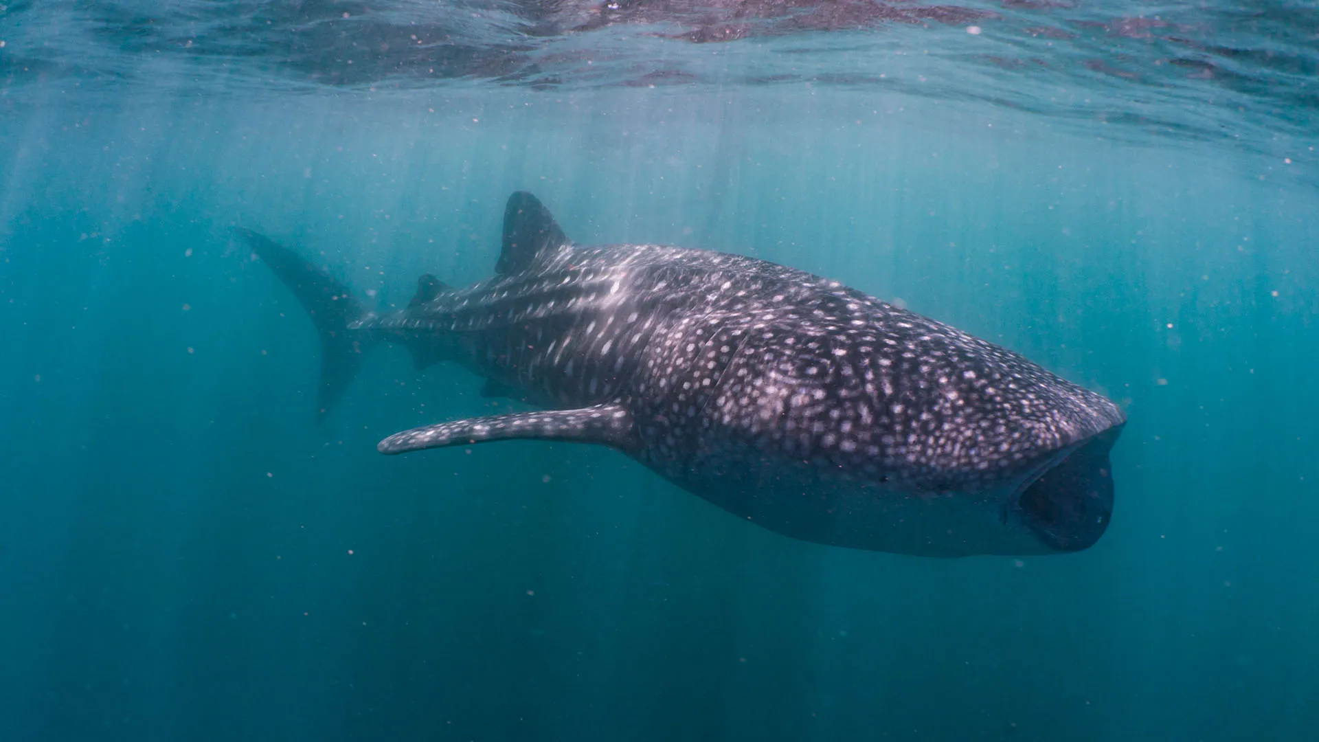 Nager avec les requins-baleines de Ningaloo