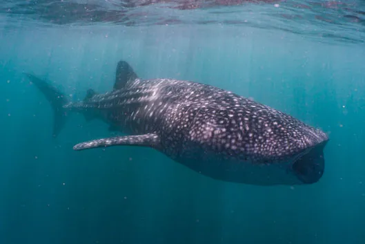 Nager avec les requins-baleines de Ningaloo