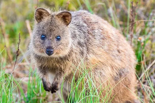 Deux jours avec les quokkas de Rottnest