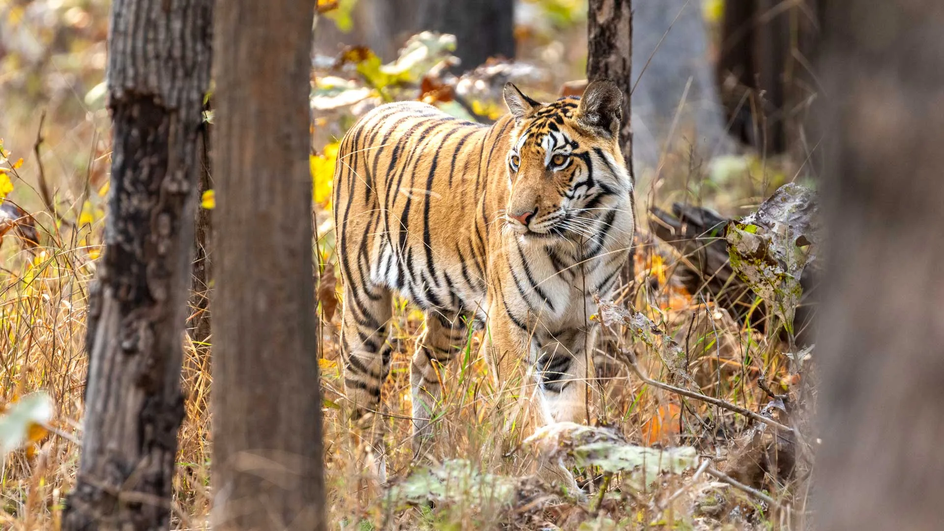 À la recherche des tigres en Inde centrale