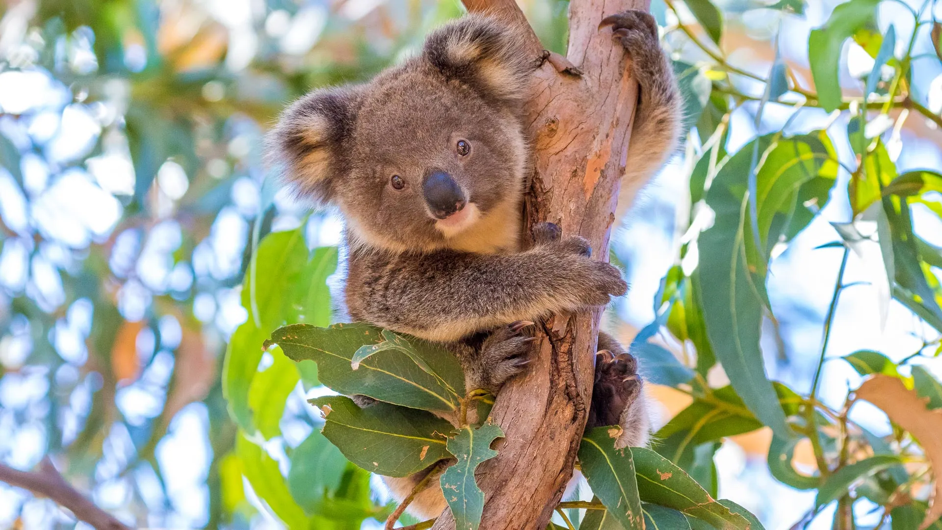 Koala