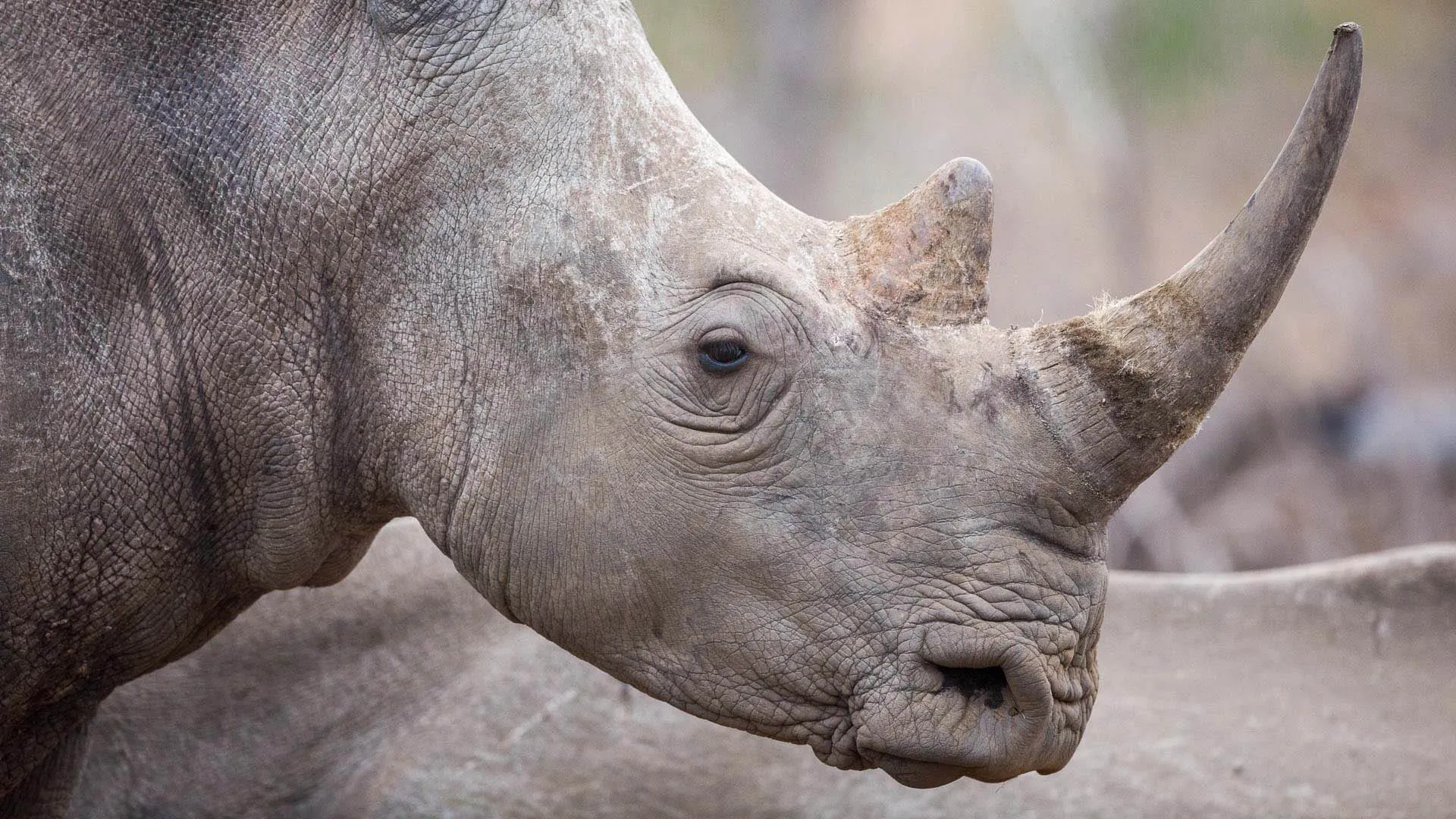 Rhinocéros
