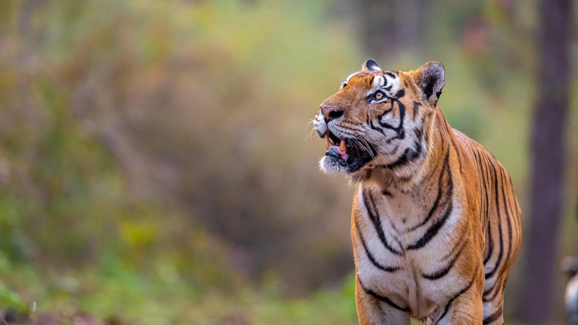Tigre