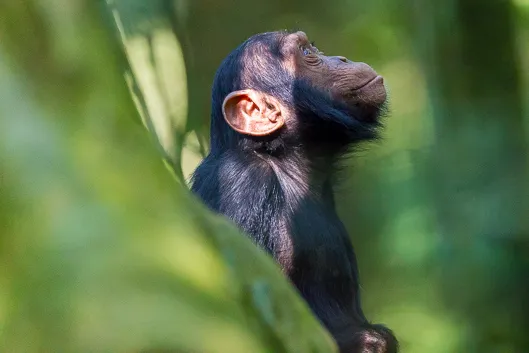 À la rencontre des chimpanzés en Ouganda