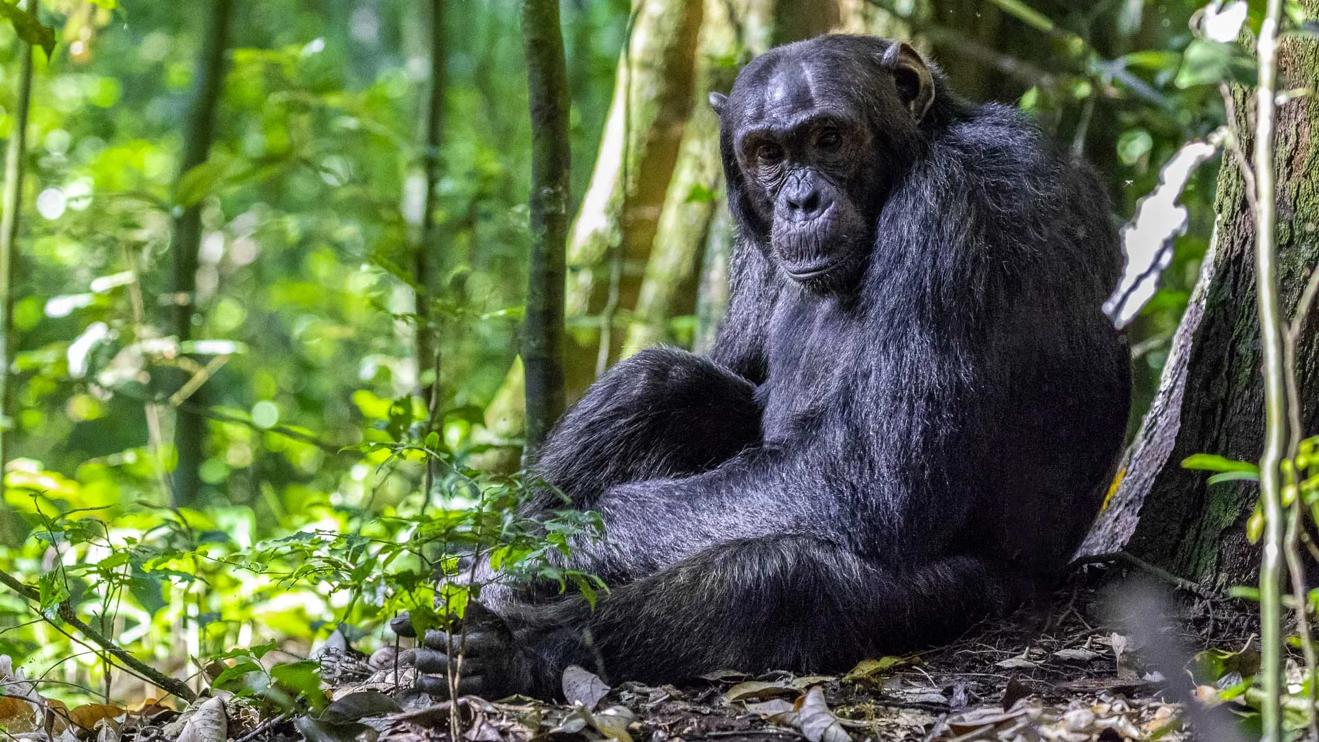 À la rencontre des chimpanzés en Ouganda