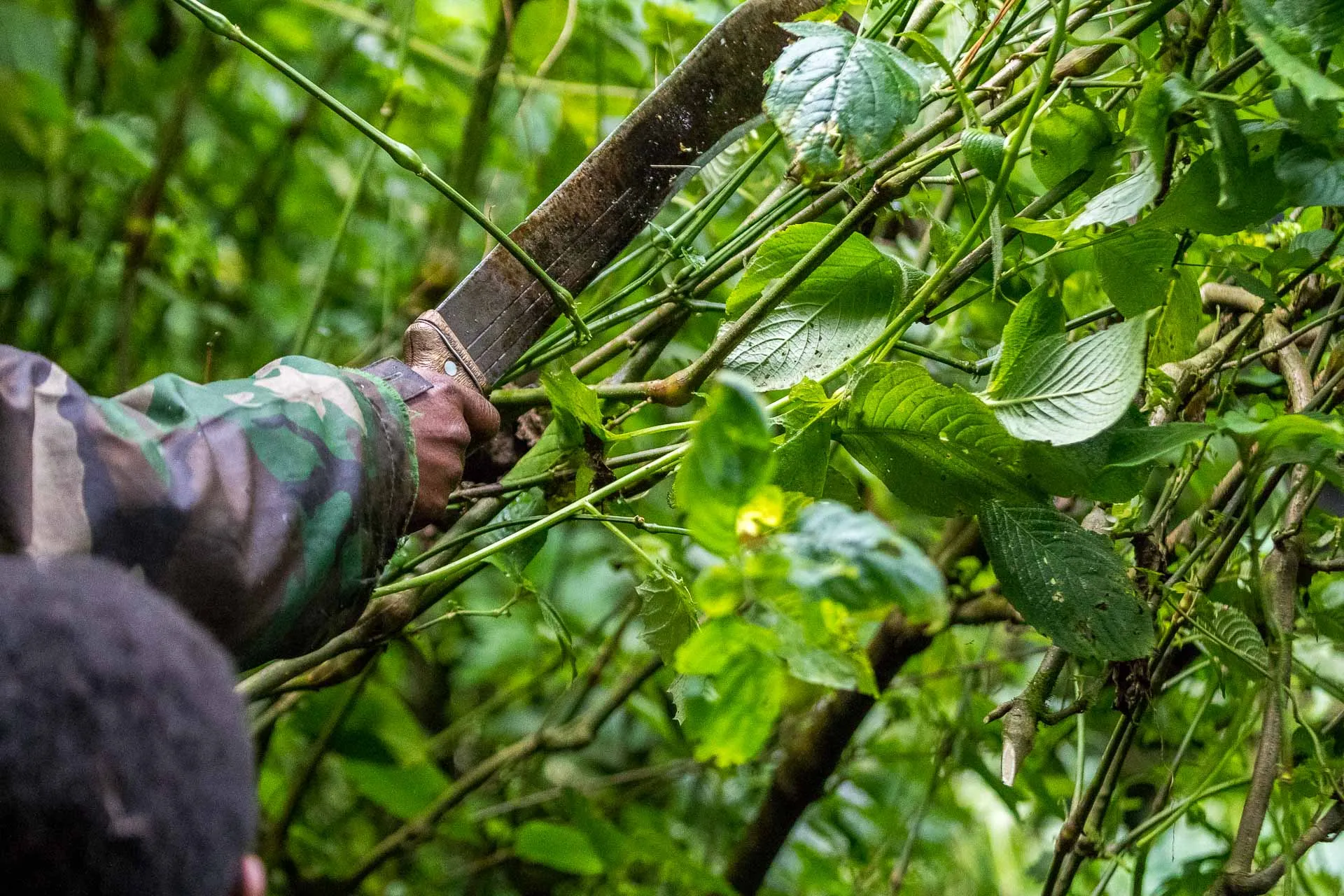 Trek aux gorilles en Ouganda